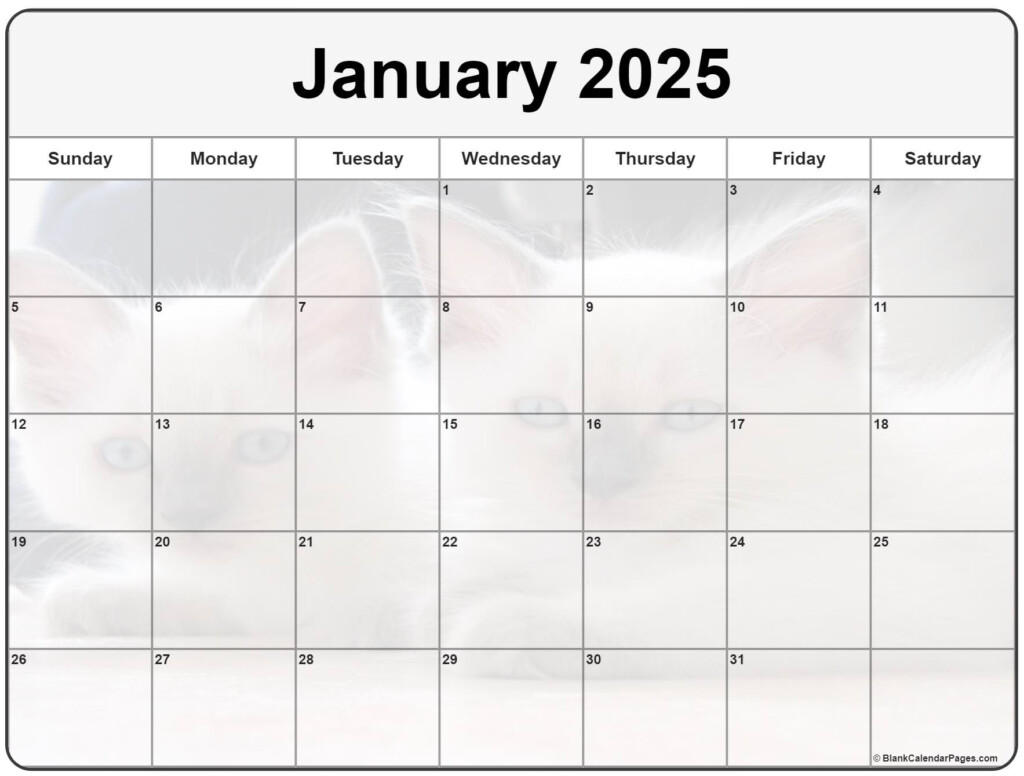 Cat Calendar 2025 Venus Jeannine